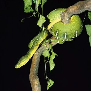 Images Dated 28th August 2008: Emerald Tree Boa Guyana, South America
