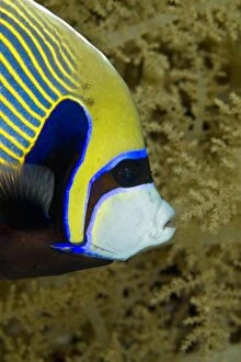 Images Dated 9th July 2011: Emperor Angelfish