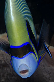 Actinopterygii Gallery: Emperor Angelfish - being cleaned by a Bluestreak Cleaner Wrasse