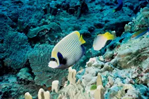 Angel Fishes Prints: Emperor angelfish (Pomacanthus imperator). Similan Islands, Andaman Sea, Thailand