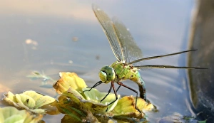 Images Dated 11th August 2004: Emperor Dragonfl - female laying eggs Aubignan, Provence, PACA, France