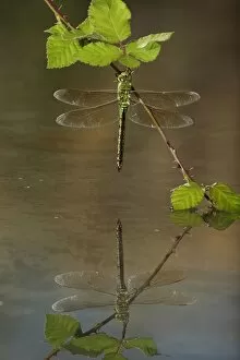 Emperor Dragonfly - female on bramble with reflection