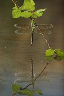 Images Dated 28th July 2009: Emperor Dragonfly - female on bramble with reflection - Bedfordshire UK 7672