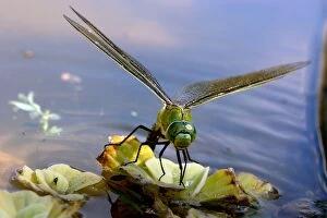 Images Dated 11th August 2004: Emperor Dragonfly - female laying eggs Aubignan, Provence, PACA, France