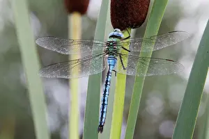 Dragonflies Prints: Emperor Dragonfly. France