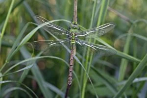 Images Dated 9th June 2007: Emperor Dragonfly - freshly emerged female, not fully coloured, Lower Saxony, Germany
