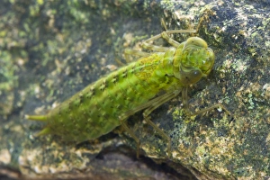 Images Dated 6th July 2008: Emperor Dragonfly - Single nymph photographed hunting underwater