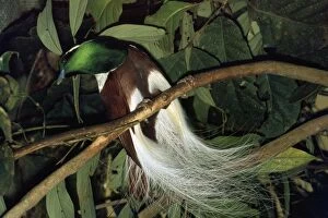 Images Dated 27th June 2008: Emperor of Germany's Bird of Paradise
