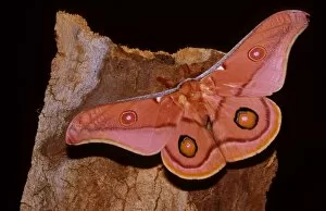 Images Dated 6th July 2006: Emperor gum moth - adult; wingspan is 8 to 13 cm