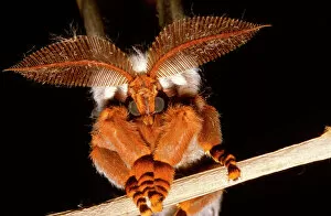 Emperor gum moth - huge plumed antennae that pick up the sex pheromones or scents emitted by females
