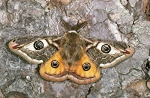 Images Dated 26th May 2006: Emperor Moth