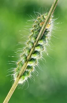 Images Dated 15th September 2004: Emperor Moth Caterpillar
