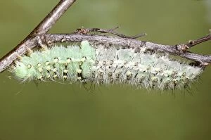 Emperor Moth - caterpillar moulting