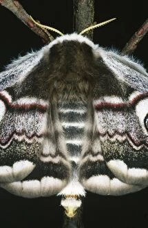 Images Dated 4th April 2005: Emperor Moth - Female, calling. Releasing pheromons