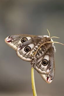 Butterflies And Moths Gallery: Emperor Moth - female with eggs