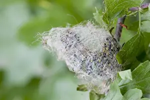 Chrysalis Prints: Emperor Moth - larva on hawthorn - spinning a cocoon - UK