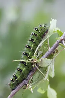 Crawl Prints: Emperor Moth - larva on hawthorn - UK