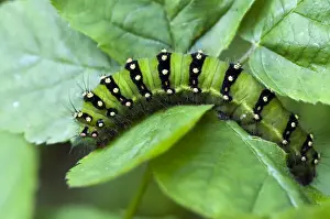 Emperor moth larva - Lincolnshire - England