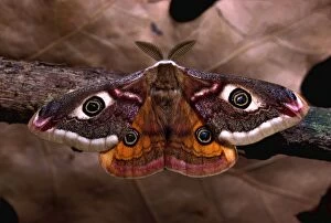 Images Dated 24th April 2007: Emperor Moth. - male. Europe