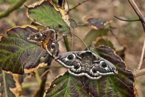 Images Dated 23rd March 2011: Emperor Moth - male and female - resting on bramble leaf - Lincolnshire - UK