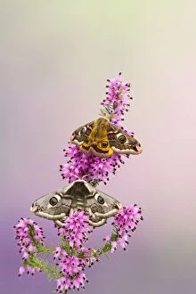 Images Dated 12th April 2011: Emperor Moth - pair on foodplant - Bedfordshire UK 12374