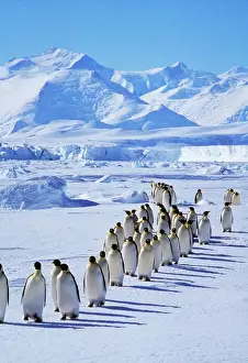 Lines Prints: Emperor Penguin