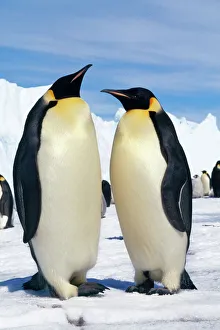 Face To Face Collection: Emperor Penguin