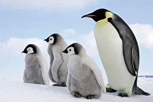 Penguins Collection: Emperor Penguin - Adult with 3 young. Snow hill island Antarctica Aptenodytes forsteri