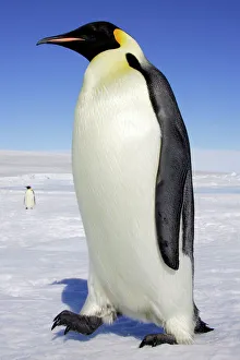 <b class=qtipBold><figcaption>Emperor Penguin - adult</figcaption></b><br>WAT-11152 Emperor Penguin - adult. Snow Hill Island, Antarctica Aptenodytes forsteri M. Watson Please note that prints are for personal display purposes only and may not be reproduced in any way.<br><em>© M.Watson / ardea.com</em> Emperor Penguin - adult