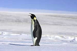 Emperor Penguin - adult calling