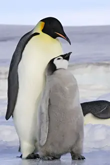 Emperor Penguin - adult & chick. Snow hill island - Antarctica