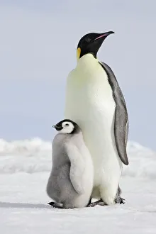 Emperor Penguin - adult and chick