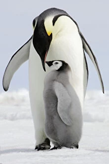 Emperor Penguin - adult and chick