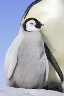 Emperor Penguin - adult & chick. Snow hill island - Antarctica