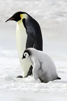 Emperor Penguin - adult & chick. Snow hill island - Antarctica