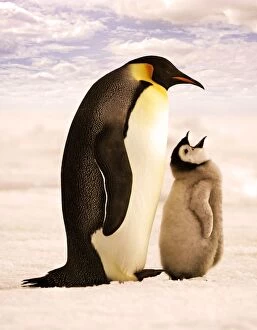 Images Dated 27th October 2006: Emperor Penguin - adult with chick begging