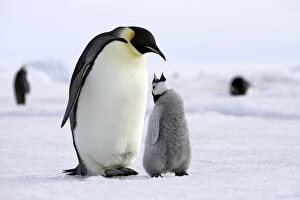 Emperor Penguin - adult with chick begging