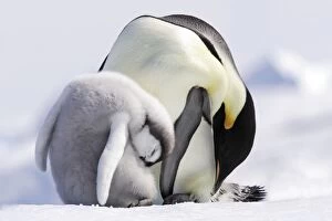 Penguins Collection: Emperor Penguin - adult and chick sleeping. Snow hill island - Antarctica Aptenodytes forsteri