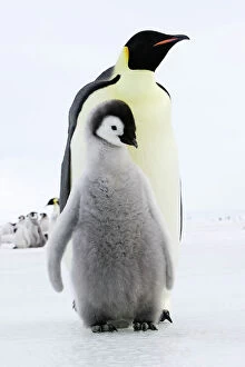 Images Dated 25th October 2006: Emperor Penguin - adult with chick. Snow hill island - Antarctica