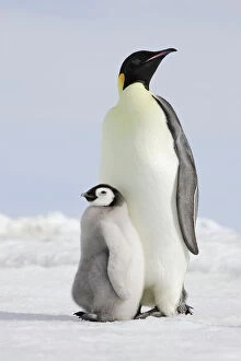 Penguins Collection: Emperor Penguin - adult and chick. Snow hill island - Antarctica