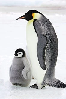 Mothers Collection: Emperor Penguin - adult and chick. Snow hill island - Antarctica
