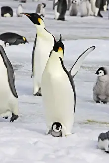 Emperor Penguin - adult with chick. Snow hill island - Antarctica