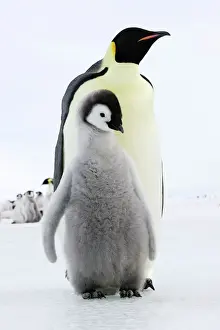 Emperor Penguin - adult with chick. Snow hill island - Antarctica