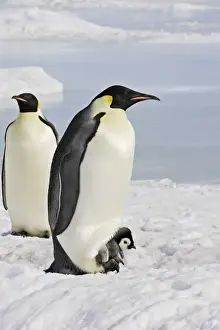 Emperor Penguin - adult and chick. Snow hill island - Antarctica