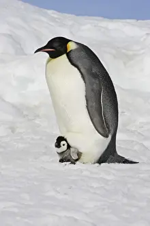 Emperor Penguin - adult and chick. Snow hill island - Antarctica