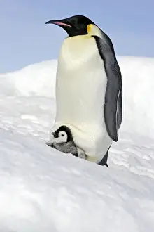 Emperor Penguin - adult and chick. Snow hill island - Antarctica