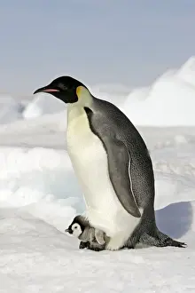 Emperor Penguin - adult and chick. Snow hill island - Antarctica