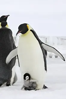Emperor Penguin - adult and chick. Snow hill island - Antarctica