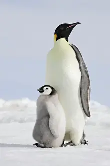 Protection Prints: Emperor Penguin - adult and chick. Snow hill island - Antarctica