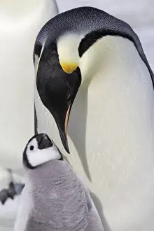 Emperor Penguin - adult and chick. Snow hill island - Antarctica